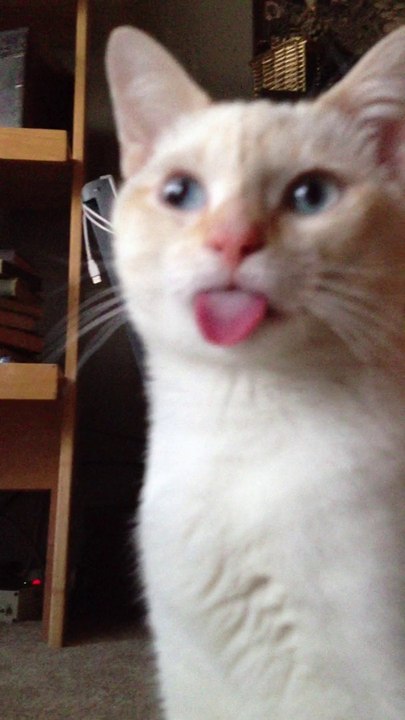 Cat Malfunction
