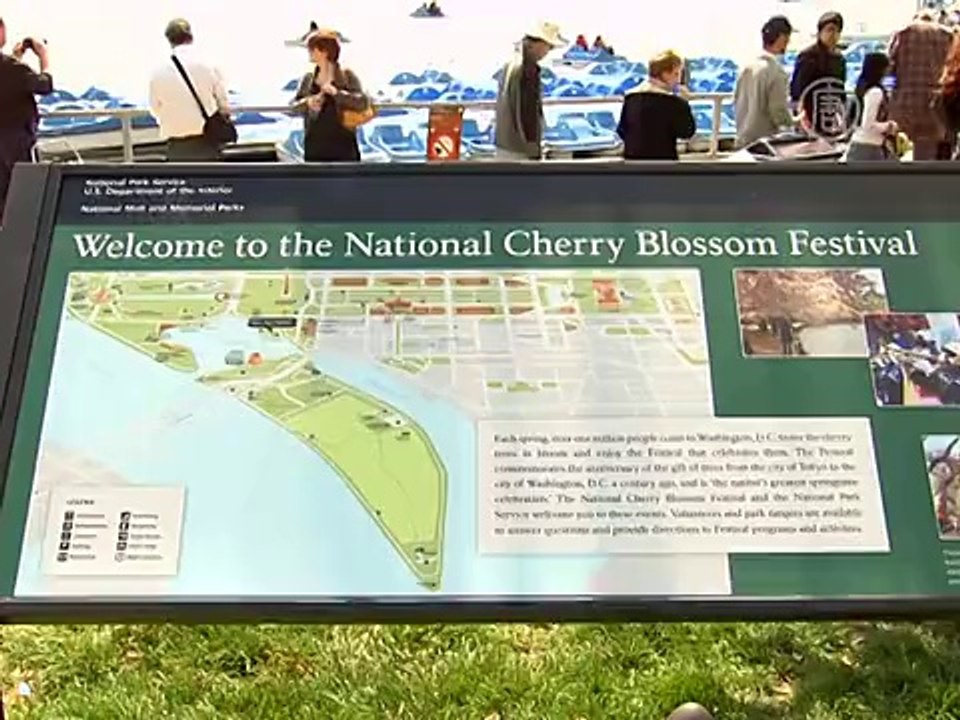 В Вашингтон пришла весна: цветет сакура