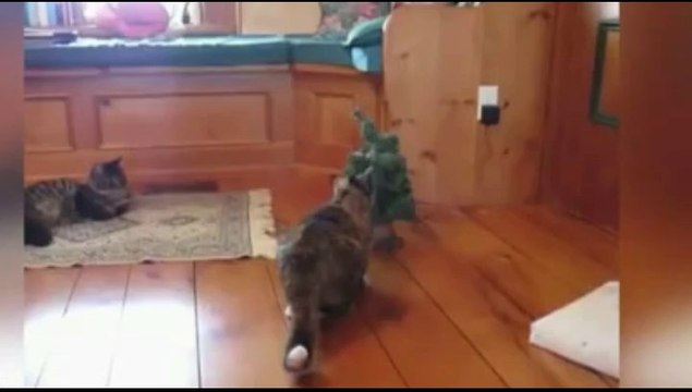 Compilation de chat très drôle avec des chutes vol1