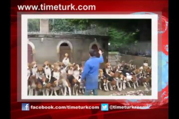 120 köpek aynı anda beslenirse