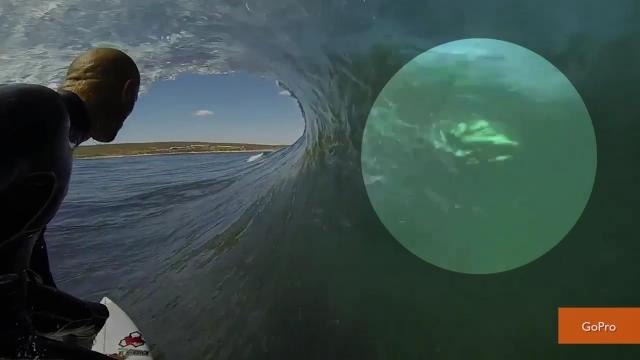 Did Pro Surfer Kelly Slater Come Inches Away From A Great White Shark?