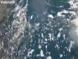 Tekneyi takip eden balinalar