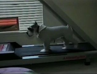 Un chien fait du sport