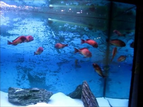 Tropheus Red Rainbow