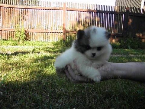 Cuteness overload featuring our teeny tiny pomeranian puppy Mickey. - YouTube
