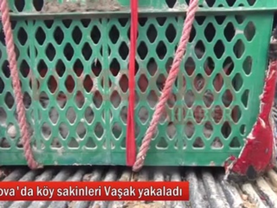 Köy sakinleri Vaşak yakaladı - YÜKSEKOVA HABER