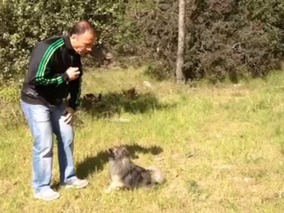 dressage canin a la Ciotat 13600 aboiement sur ordre