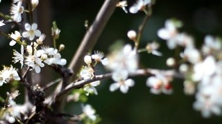 Early Spring Flowers -  Free Stock Footage - orangeHD.com