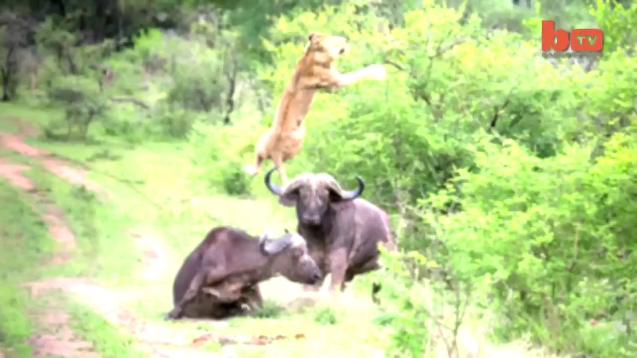 Baffalo attacks on lion(HD)