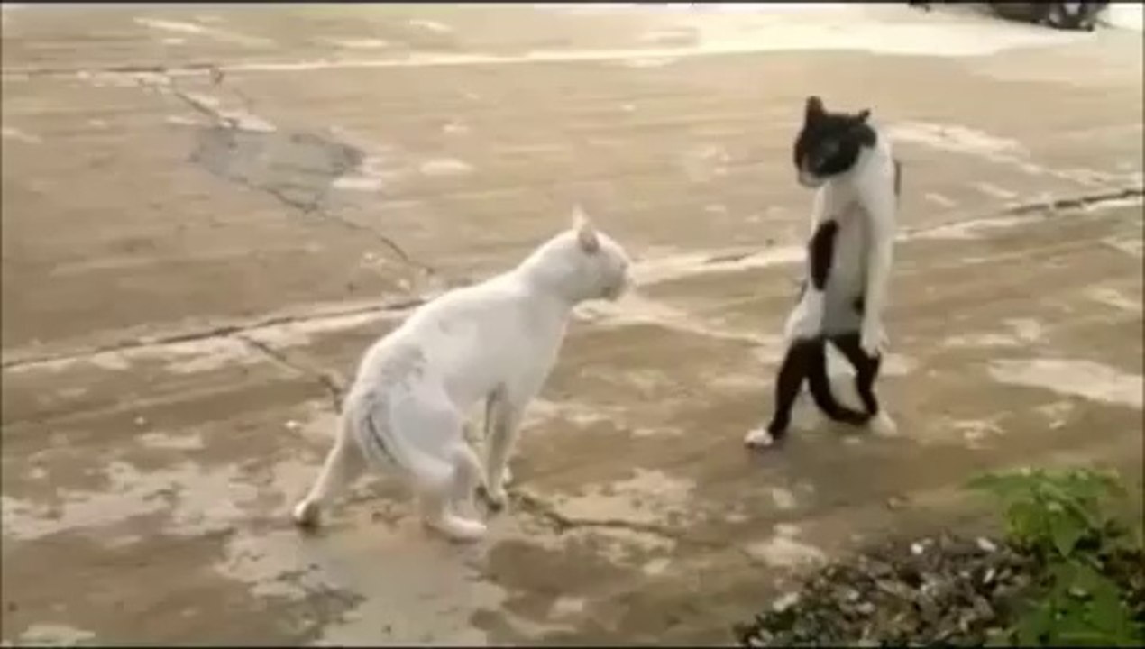 Ninja Kedi