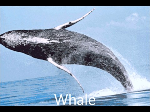 Water Animals for Kids