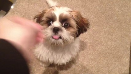 Shih Tzu Puppy Shows Off His Talent