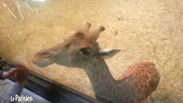 Découvrez le nouveau zoo de Vincennes