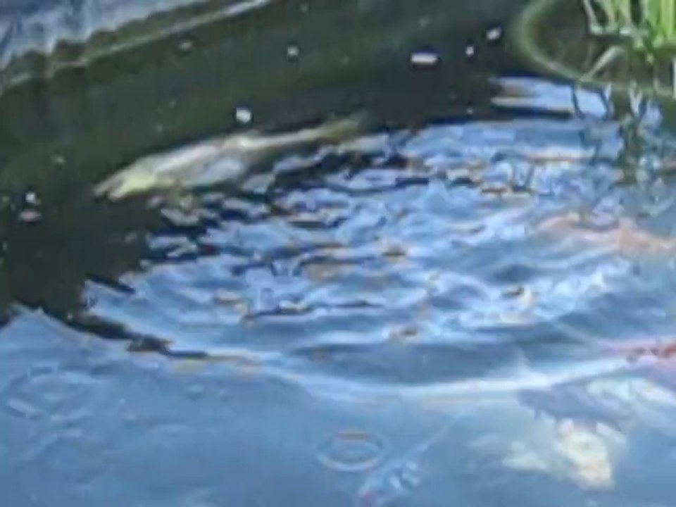 le repas des poissons