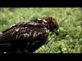 The Galapagos Hawk Being a Predator In Galapagos Islands