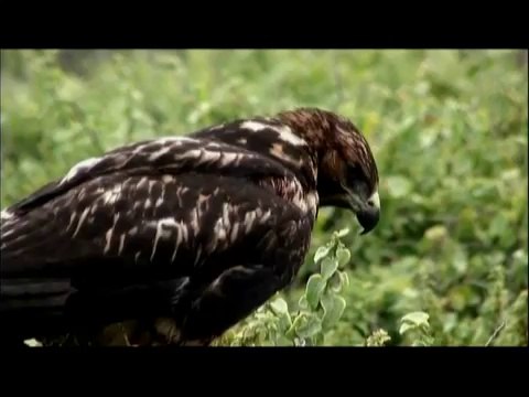 The Galapagos Hawk Being a Predator In Galapagos Islands