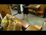 Four Dogs Praying Before Dinner (Japan) - YouTube[via torchbrowser.com]