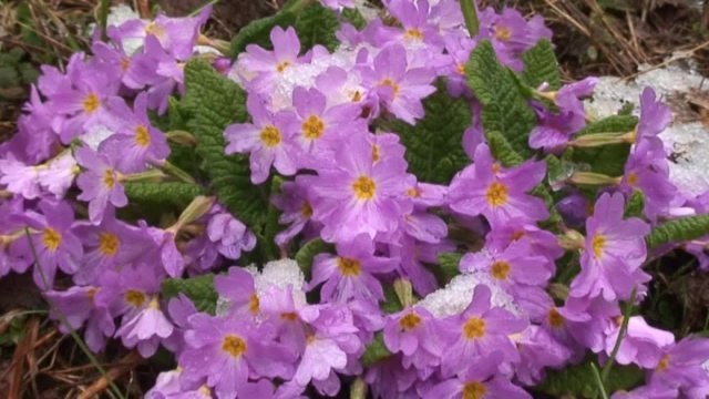 4 Mevsim Artvin, 4 Mevsim Memleket