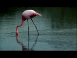 Galapagos Flamingos - The Greater Flamingo