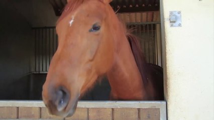 [ESDAC] La finale des Pony Games de Salon-de-Provence