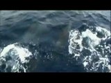 Galapagos Wild Dolphins Jumping During A Cruise with Quasar