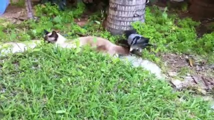 Güvercinle kedinin tatlı kavgası www.guvercinrehberi.com