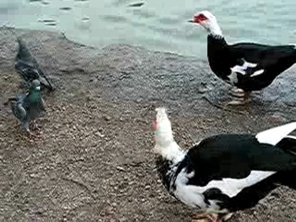 La danse des canards ?!
