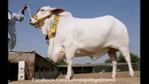 Amir Dilpasand Cattle Farm Slide Show 2012 - Sohrab Goth Gai Mandi