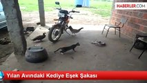 Yılan Avındaki Kediye Eşek Şakası