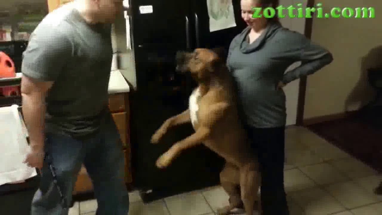 Hamile kadını ve Bebeği köpek koruyor
