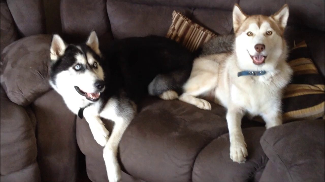 Huskies Saying Hello