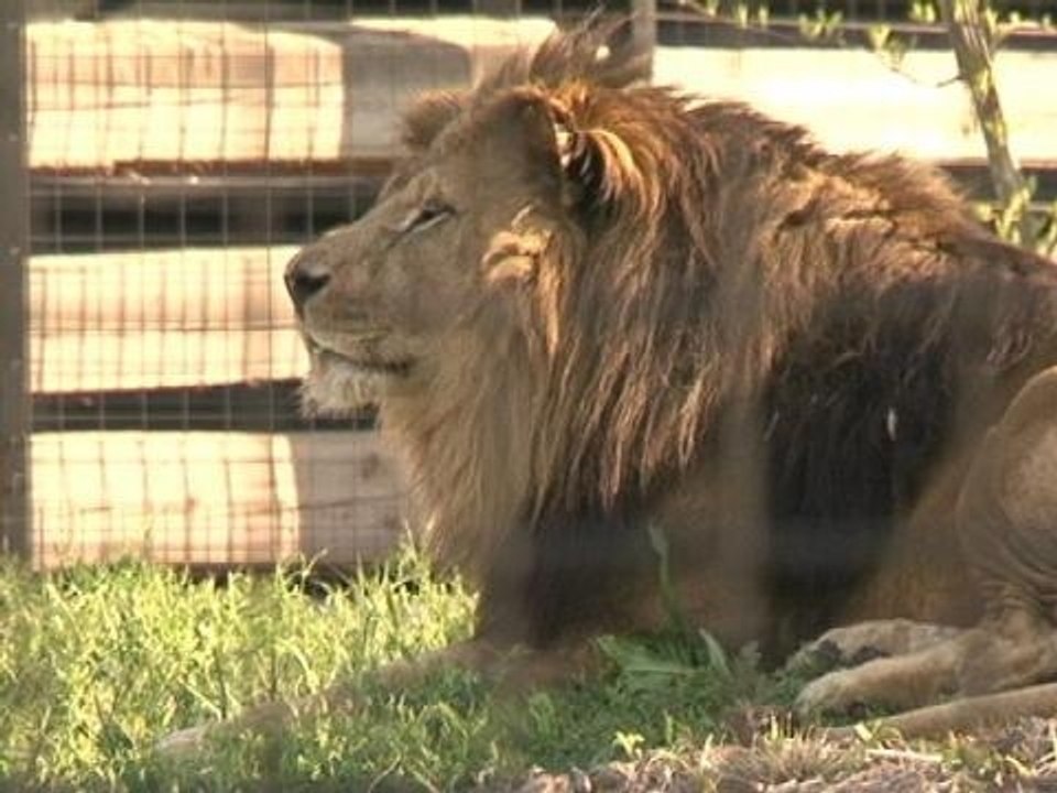 Ouverture du parc zoologique de Vincennes: l'heure est aux derniers préparatifs - 11/04