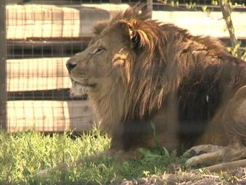 Ouverture du parc zoologique de Vincennes: l'heure est aux derniers préparatifs - 11/04