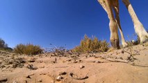 Photographer almost killed by a Giraffe Kick