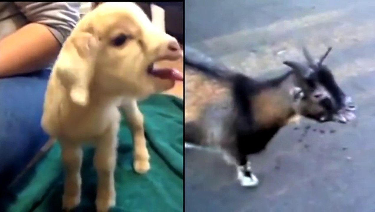 Game Of Thrones Goat Version