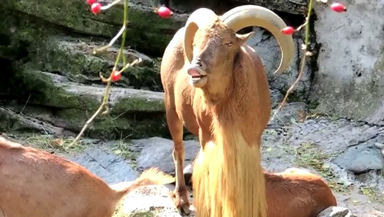 GAME OF GOATS - Game of Throne avec des chèvres!