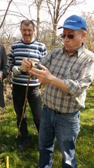 CEVİZDE KABUK AŞISI UYGULAMASI 1.BÖLÜM