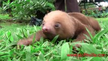 Sloth Squeak! so so adorable baby animal!