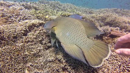 sipadan coral garden 3