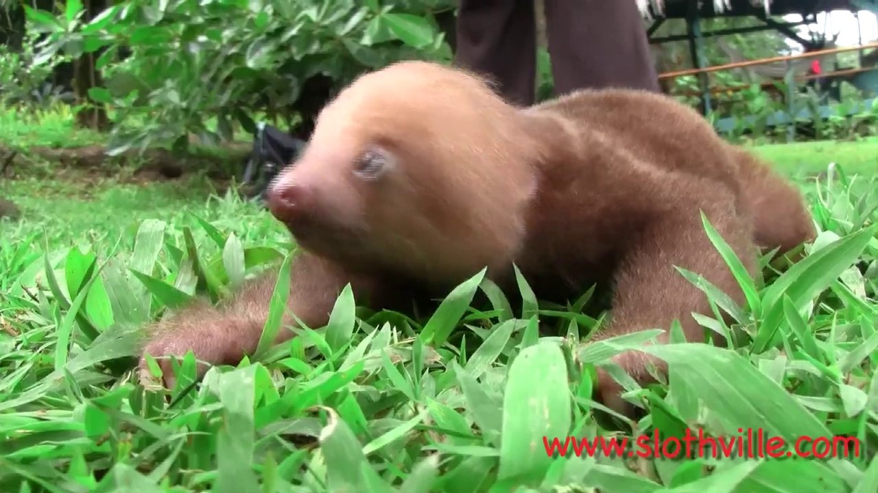 Bébé paresseux qui crie... Trop adorable!