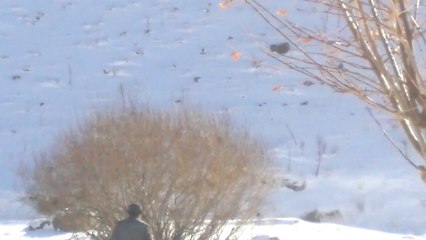 Yaban Hayvanlarını Besleme