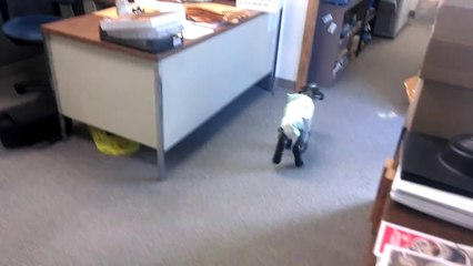 Puppy Runs Away From Lamb in Fear