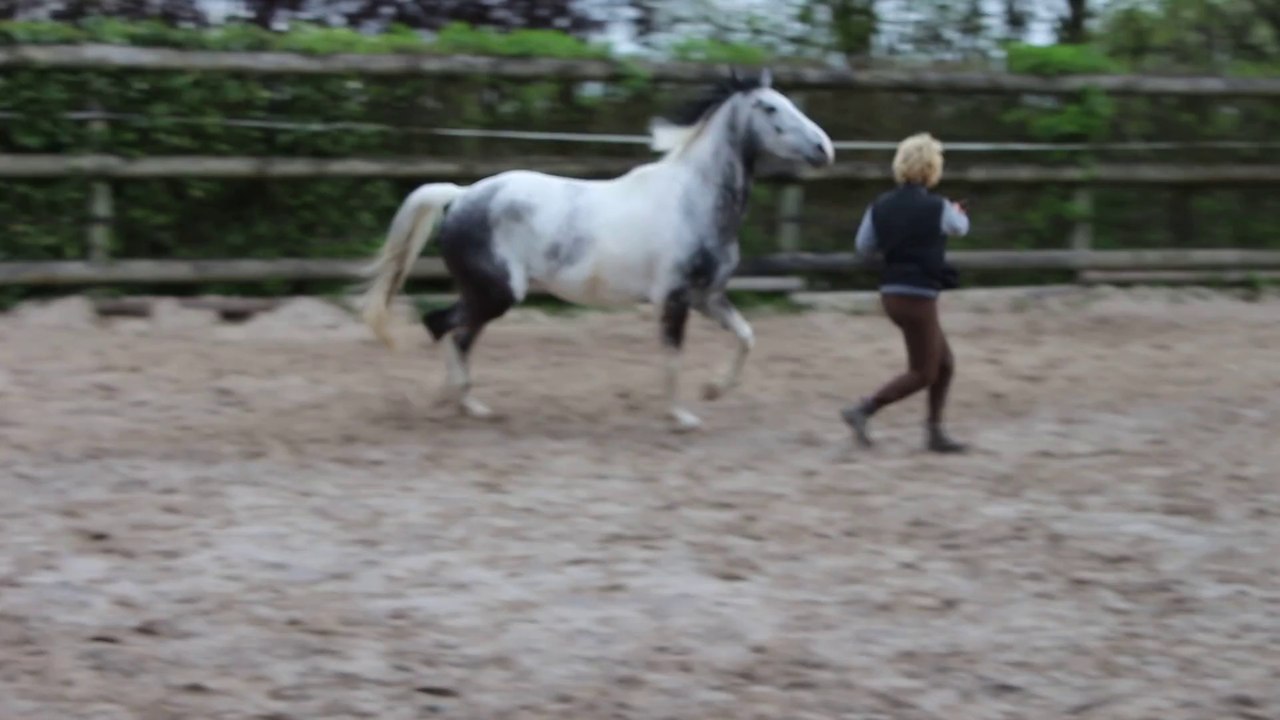 Changement d'oeil au trot