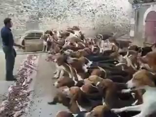 120 Köpeğin Aynı Anda Beslenmesi