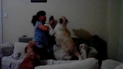 Un chien protège un enfant battu