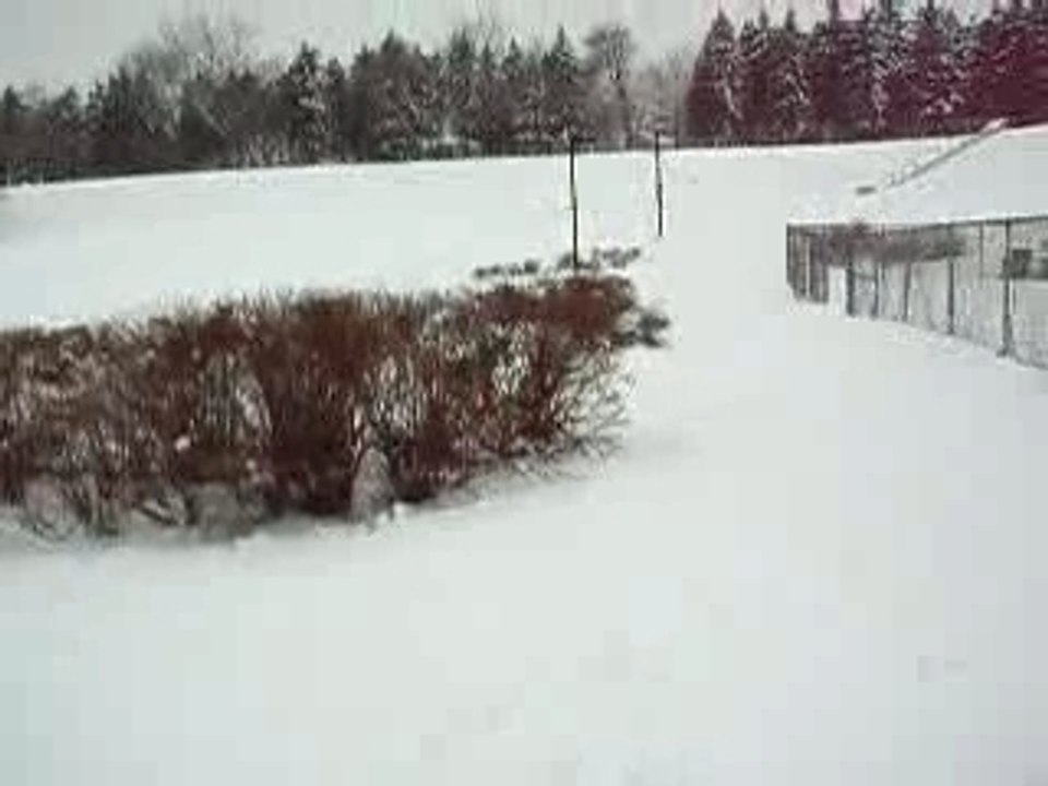 boxer & snow