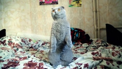 Cute Cat Wants to Play