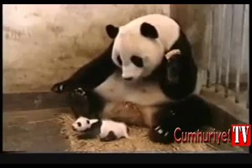Bebek panda hapşırınca annesi yerinden böyle zıpladı