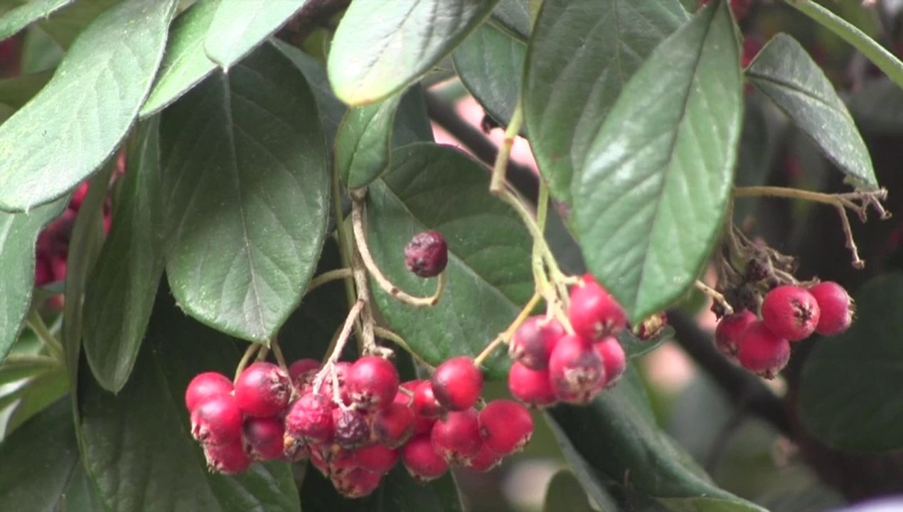 A la rencontre des poneys / itw Sophie