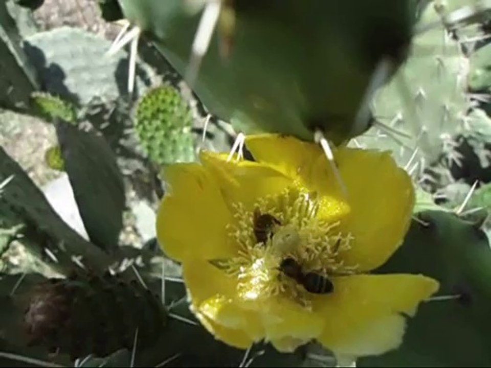 Une abeille ne concurrence pas une autre sur une fleur. النحل لا يزاحم بعضه بعضا فوق زهرة